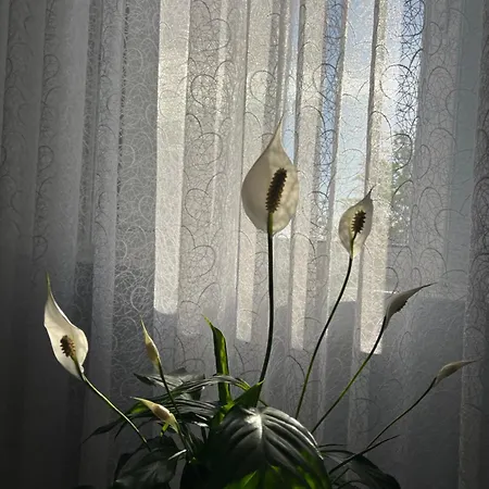 Daire Sunlight Apartment&room